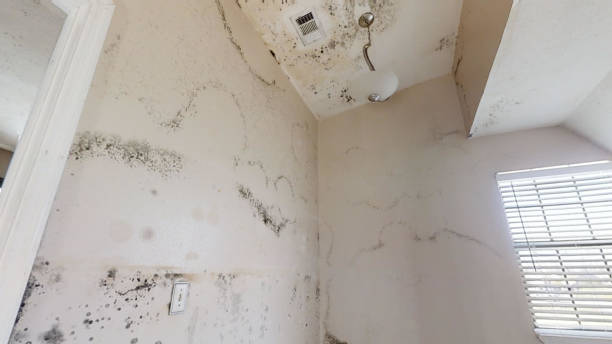 Best Black Mold Removal  in Offutt Af, NE