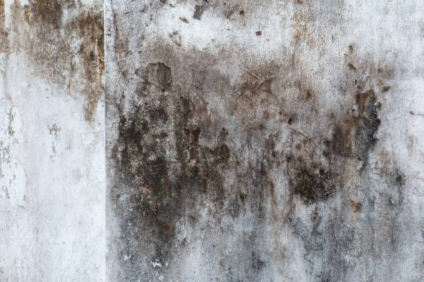 Biohazard Mold Removal in Offutt Af, NE