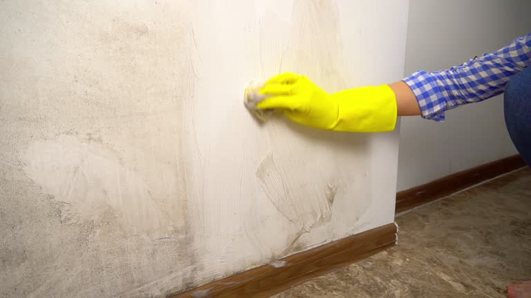 Best Mold Damage Restoration  in Offutt Af, NE