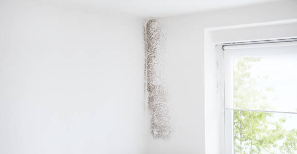 Best Crawl Space Mold Remediation  in Offutt Af, NE