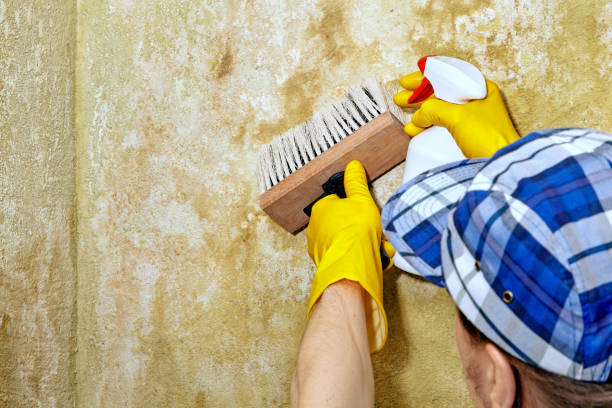 Trusted Offutt Af, NE Mold Removal Experts
