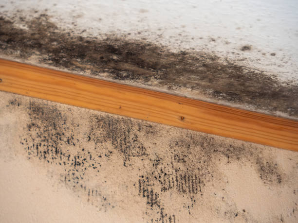 Best Mold Odor Removal Services  in Offutt Af, NE