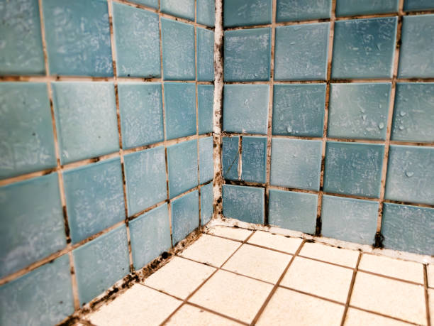 Best Mold Prevention Services  in Offutt Af, NE