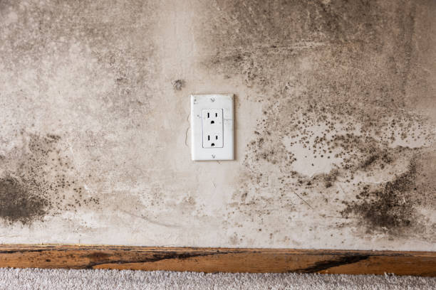Best Dehumidification Services  in Offutt Af, NE