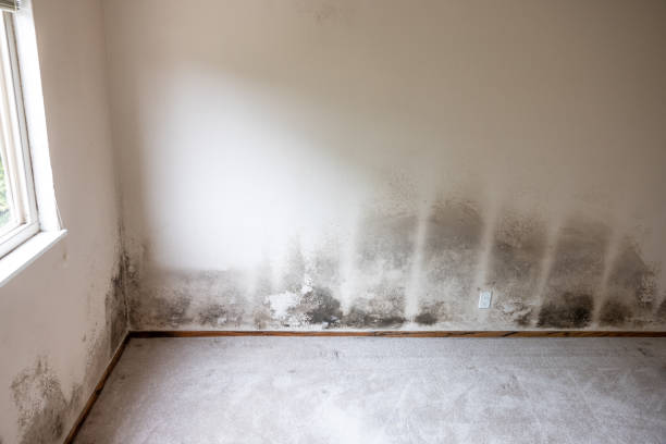 Best Attic Mold Removal  in Offutt Af, NE