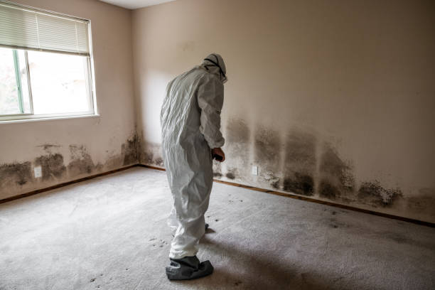 Best Post-Construction Mold Inspection  in Offutt Af, NE