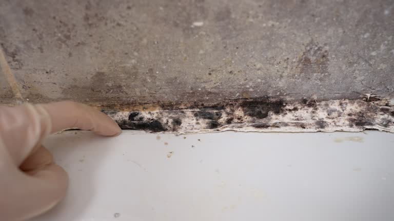 Mold Odor Removal Services in Offutt Af, NE